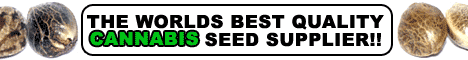 Cannabis Seeds (Marijuana Seeds) Supplier - Top quality Dutch Seeds