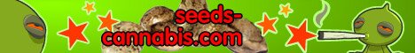 Seeds Cannabis (Marijuana Seeds) Quality Seeds from Amsterdam